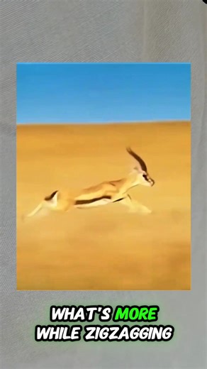 Incredible Facts About Gazelle Survival Skills | Sharp Hearing & Zigzag Escape #facts #didyouknowfacts #animalsfacts #amazingfacts #animals #gazelle | Aamir’s Facts