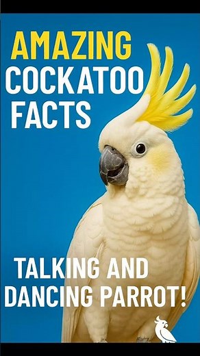 Amazing Cockatoo Facts | Talking and Dancing Parrot! #shorts #facts #cockatoo #education #animals