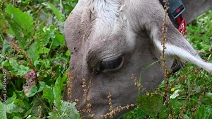 Tight shot of a Cow's head, the cow eats grass and plants with a cowbell in the swiss alps, Wallis