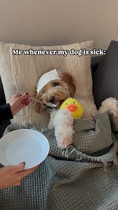 Always 🤣🥹🩷 #goldendoodle #goldendoodlesofinstagram #dogsofinstagram #doodlesofinstagram #puppy #doodle #goldendoodlepuppy #dog #puppylove #puppiesofinstagram #dogs #doodlesoftheworld #minigoldendoodle #goldendoodles #doodles #doodletales #goldenretriever #doodlelove #goldendoodlelove #doglife #goldendoodlesofinsta #dogstagram #dogoftheday #f #puppies #puppylife #goldendoodlesofig #doodlepuppy #labradoodle #daily | Hudson the Doodle Bear