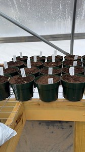 Planted 50 pots today. Tulips, daffodils, crocus, iris and muscari! It hit 77° in the greenhouse today without heat. That’s a great start! Next are the hanging baskets! | Uneeda Mini Farm
