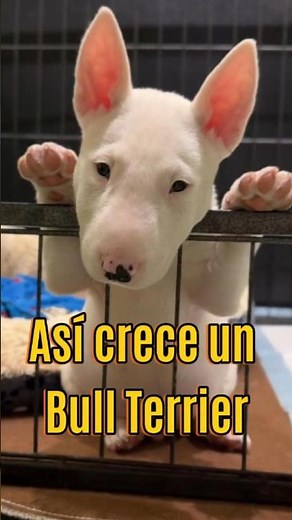 This is how a Bull Terrier grows up!