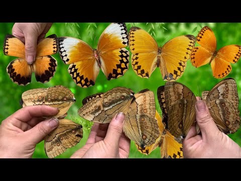 🔥 Catching the Most Beautiful Butterflies – Exploring the Colorful Butterfly World