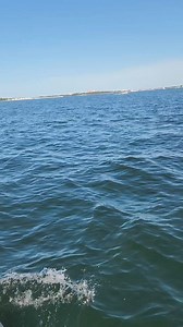 11K views · 177 reactions | Amazing dolphin jump this morning!!! Shellislanddolphins.com #shellislanddolphintours #beachtrip2024 #June2024 #familyvacation #panamacity #shell #BeachVacation #summervacation #florida #ocean #30A #dolphins #dolphin | Shell Island Dolphin Tours LLC | Facebook