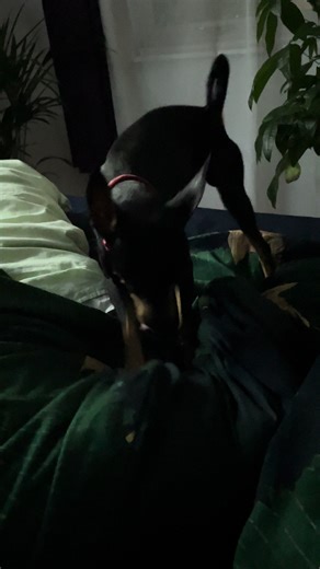 Skippy.the.min.pin on TikTok