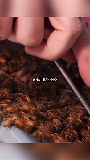 How Powdered Sugar Can Save Honey Bee Colonies