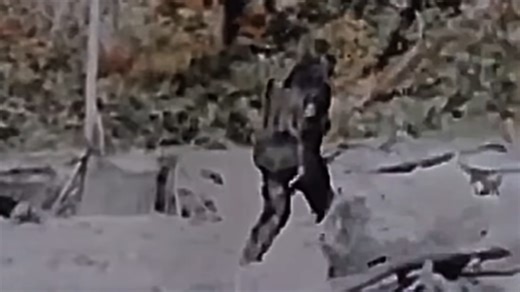Is this Bigfoot footage real or fake?