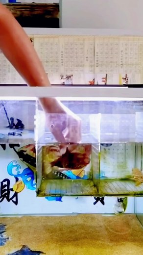 aquarium light on TikTok