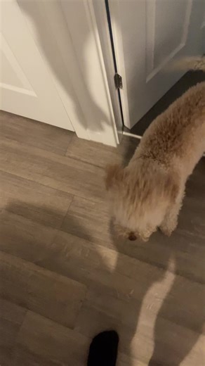 Angry Pablo #dog #cockapoo #bestfriend #happy #christmas