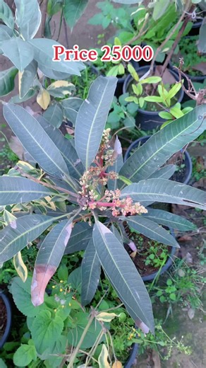 Mango Deals: Fresh Fruit Prices Explained