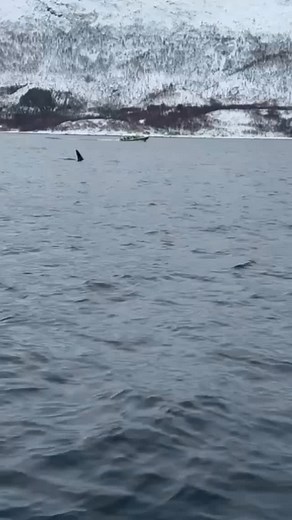 When the orcas show up… everything stops. This is what an Arctic day on the water looks like — raw, wild, unbelievable. Moments you can only capture by being here. 👉 Join our next orca expedition. Spots available — link in bio. | SKUA Nature Group