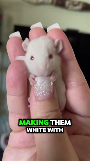 The albino mouse used in science 🐁#viral #facts #animallife #animals #fact #wildlife