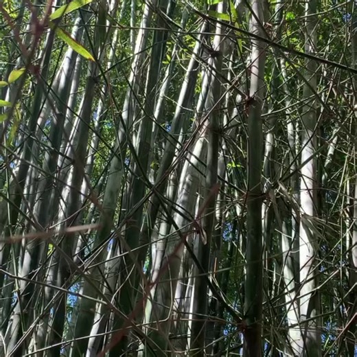 Experiencing Bamboo Noises in the Wind