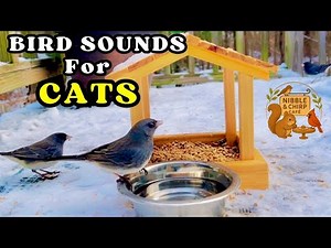 Bird Chirping Sounds For Cats To Watch | Cat TV