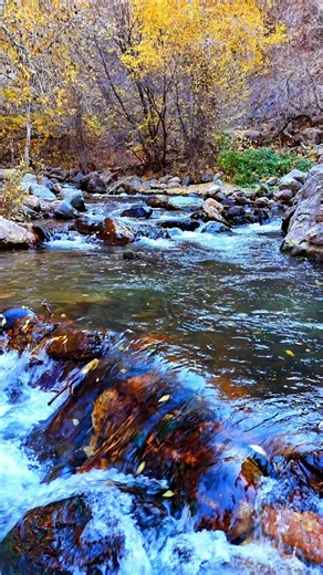 Big Cottonwood Canyon🏞 and wow, nature is truly showing off! 🍂 The leaves have all fallen, creating this incredible carpet of color on the ground. It's like they're staging a grand finale before winter arrives. 🧣 Watching them get swept away by the river is so mesmerizing, a true dance of autumn. 🏞️ The air is crisp and cool, perfect for a stroll and some quiet reflection. I could honestly sit here for hours just observing this natural spectacle. It makes me appreciate the simple, beautiful 