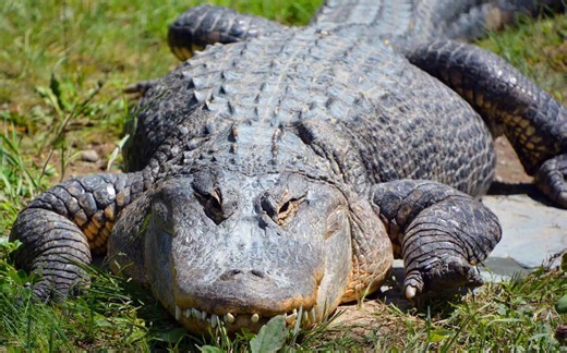 The record-breaking Mississippi River alligator is the definition of a monster