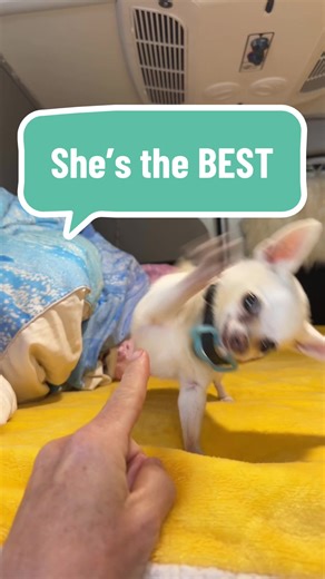 Engaging Moments with Gizzy the Dog