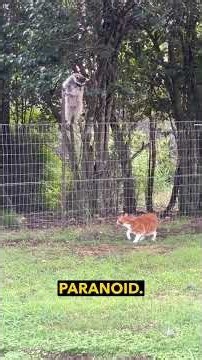 Raccoon vs Cat Stand Off