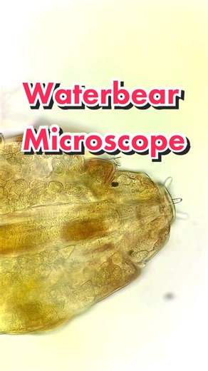 Exploring the World's Smallest Animals Through a Microscope!