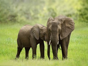 African Elephant Pair, Wildlife Photography, Animal Photo Print, Nature Wall Art - Etsy