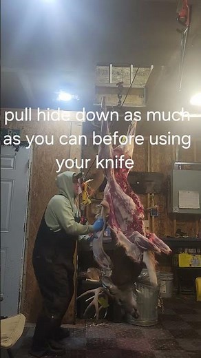 How to cape a deer for a shoulder mount