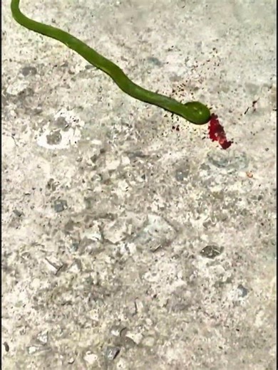 Blue cobra 🥶🐍#viralsnake #viral #video