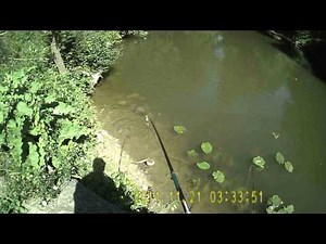 Pêche à l'anguille - belle prise en direct! regardez!