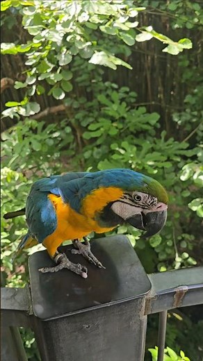 Aras bleu 😍 #perroquet #oiseaux #zoo #nature #shorts