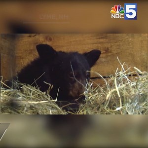 159K views · 184 reactions | This orphaned bear cub was only about 10...