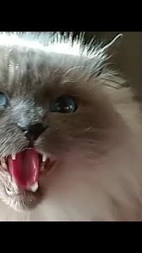 Hissing Cats Compilation #15