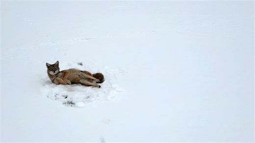 Making Snow Angels on Lake Superior. Thunder Bay Ontario, Canada | Chris Artist Photography
