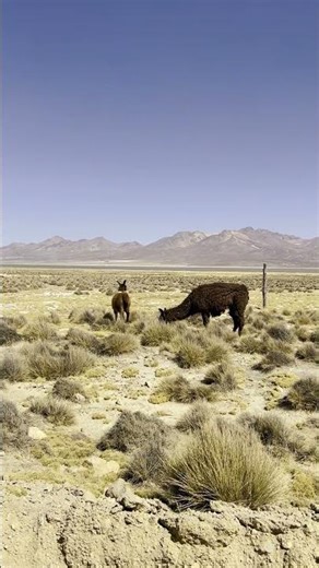 Wild Llamas at 4,500m! 🏔️ A Magical Encounter in the Peruvian Andes #travel #explortheworld #peru