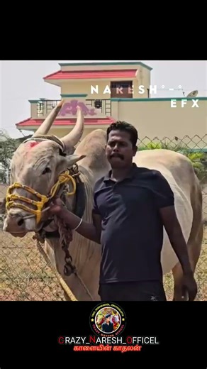 😍SUBSCRIBE TO ALL 😈 💥#jallikattu#reels#subscribe#bull#love#nareshvlog#shorts#viralvideo#eruthukattu