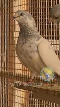 Ustad Ruban |Breeder Loft|SHOUQ #pigeonhouse #shortvideo #ajmanpigeonclub