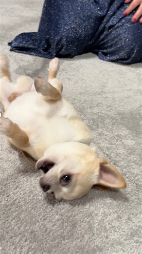 American Kennel Club on Instagram: "The Toy Group is up next! 📺 @abc"