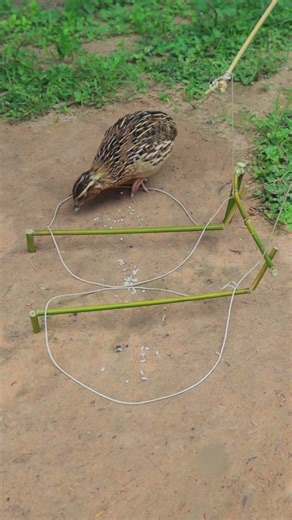 Quick Unique Bird Trap Using Bamboo and Wood #shorts