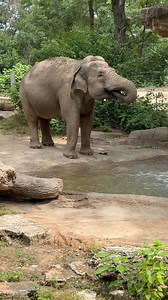 31K views · 1.4K reactions | Happy World Elephant Day! The Zoo cares...