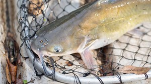 The Largest Channel Catfish Ever Caught in Michigan was a Whiskered Colossus