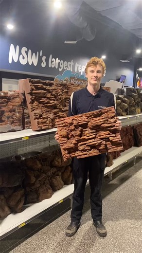 macarthurpets. on Instagram: "🐍 Sheridan & Dylan chatting all things reptile habitats! 🦎 At MacArthur Pets & The Reptile Shop, we stock a huge range of reptile backgrounds designed to make your enclosure look amazing while also supporting your reptile’s natural behaviours. Our backgrounds come in a variety of textures, colours, and rock-style designs, perfect for creating a more natural, enriching environment. Many of them feature ledges, crevices, and climbing surfaces, helping reptiles feel