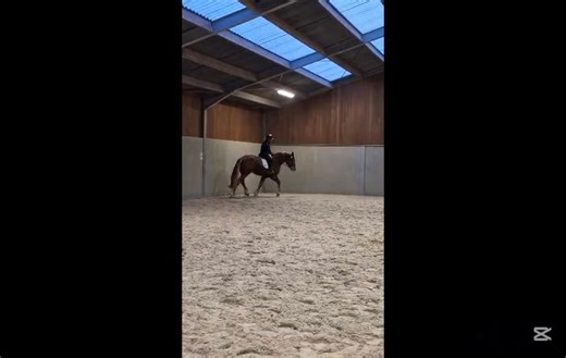 Nieuw in aanbod!! Bij Stal Talpe hebben we deze 3 jaar wordende merrie in aanbod. Duchesse is een Circle W Maxamillion dochter uit Rebar's Kyra (Chickasaw Master Prince). Deze jonge merrie heeft zowel als rijpaard of voor de fokkerij enorm veel potentieel!! New for sale!! At Stal Talpe we have this coming 3 year old mare for sale. Duchesse is a Circle W Maxamillion daughter out of Rebar's Kyra (Chickasaw Master Prince). This young mare has lots of potential for riding our breeding!!! #staltalpe 