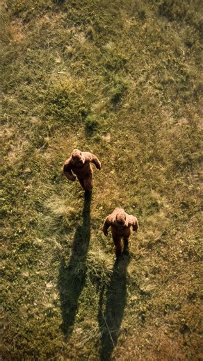 Entire Helicopter Crew Sees Bigfoot Family in Alaska #bigfoot #alaska