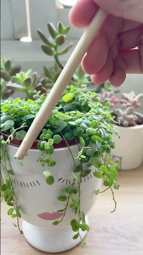 Watering String of Turtles 💦 #succulent #plants #houseplants #stringofturles #shorts
