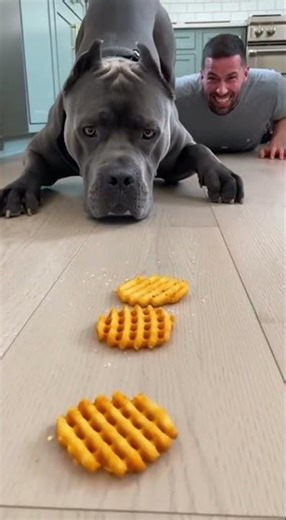 12 Boats of Waffle Fries vs One Big Dog! (Speed Test) #WaffleFries #CaneCorso #DogVacuum #FunnyPets