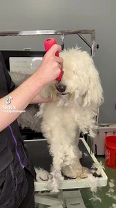 Grooming this aggressive and matted dog #fyp #dogs #dogsbylogan #mikeyandthedogs #doggrooming #puppies #doggroomer | It’s Mike TV