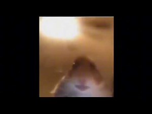 hamster calling meme 10 hours
