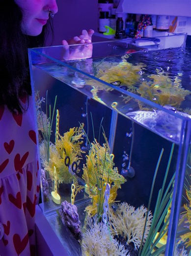 Feeding Our Seahorses in a Saltwater Aquarium
