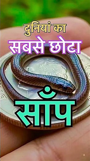 “Barbados Threadsnake” दुनिया का सबसे छोटा ज्ञात साँप है 🐍🐍