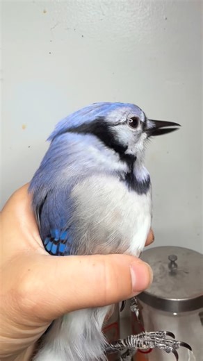 Our Blue Jay has decided she’s actually a cat. Lately, Pluto’s favorite thing to mimic are the feral cats she hears outside her window— and it’s not only their meows— it’s their hissing and growling sounds, too! Blue Jays are famous for their mimicry, often imitating hawks and other birds, but Pluto has taken the art form in her own… feline direction. What she doesn’t mimic well? Enthusiasm for her monthly exam. Pluto was decidedly unimpressed with her check-up , but these routine exams are esse