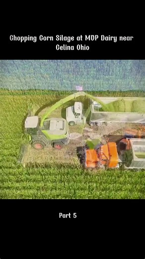 Chopping Corn Silage at MVP Dairy: A Farm Insight