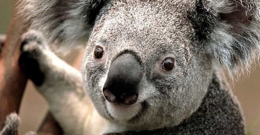 9 Facts That Will Absolutely Ruin Your Perception of Koalas